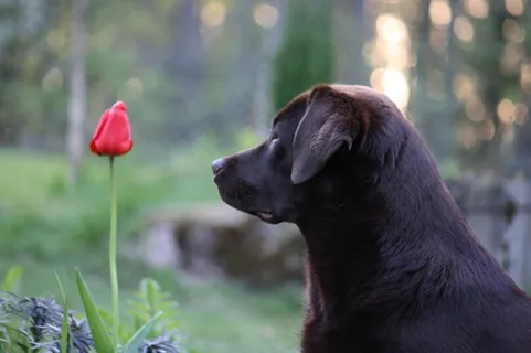 狗,花,晚上,动物肖像,自然 狗,花,晚上,动物肖像,自然