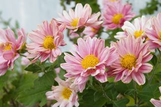 鲜花，春天的花朵，植物，粉红色，春天，性质