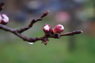桃花，盛开，花瓣，花蕾，枝杈
