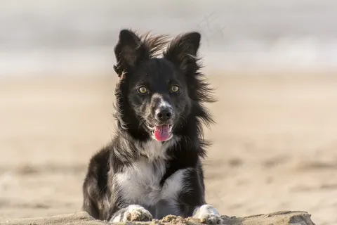 动物,狗,边境牧羊犬,海滩,宠物,狗,小狗 动物,狗,边境牧羊犬,海滩,宠物,狗,小狗