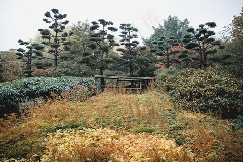 生态林,山峦,茶地,五针松,树,景观与布什 生态林,山峦,茶地,五针松,树,景观与布什