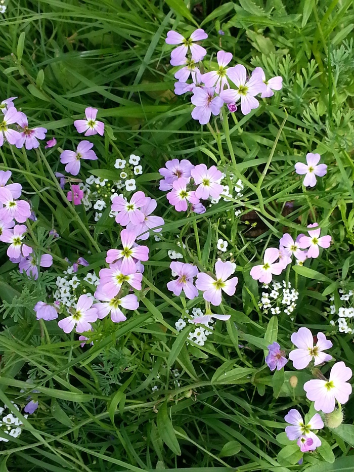 花，国家，自然，鲜花，花园，绿色，紫