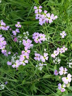 花,国家,自然,鲜花,花园,绿色,紫 花,国家,自然,鲜花,花园,绿色,紫