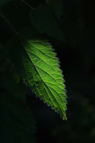 荨麻，植物，绿色