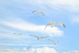 海鸥，天空，鸟，天空，鸟，海鸥，海