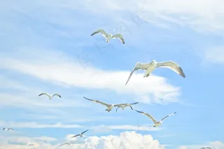海鸥，天空，鸟，天空，鸟，海鸥，海