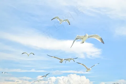 海鸥,天空,鸟,天空,鸟,海鸥,海 海鸥,天空,鸟,天空,鸟,海鸥,海