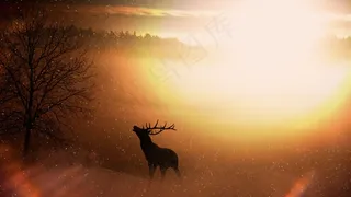 场，性质，赫希，野，鹿茸，日出，照明