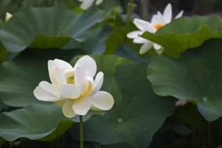 莲花，风景，美丽，飞溅，池塘