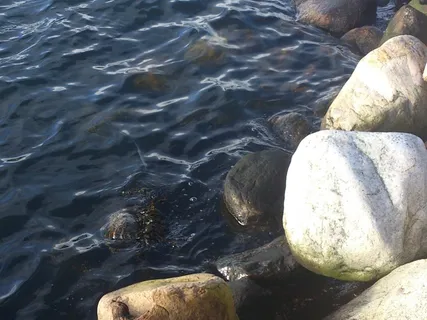 石头，水，反射，自然，放松，禅宗