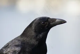 乌鸦，鸟，黑