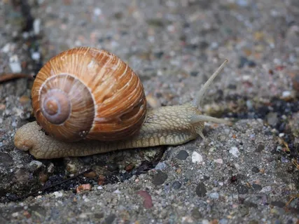 蜗牛,贝壳,软体动物,爬行动物,螺旋Pomatia 蜗牛,贝壳,软体动物,爬行动物,螺旋Pomatia