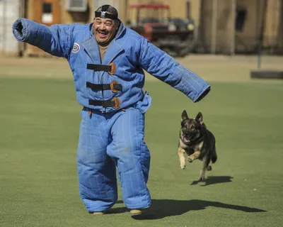 狗，攻击，训练，警卫队，犬，德国牧羊犬