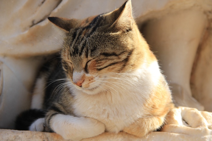 睡在沙发上的影子的猫