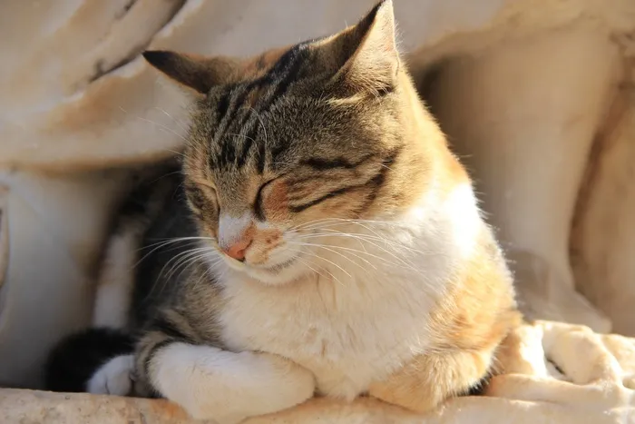 睡在沙发上的影子的猫