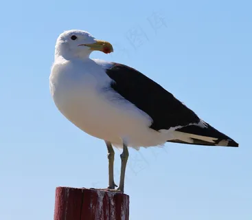 海鸥，海，海滩，桩，休息，注意