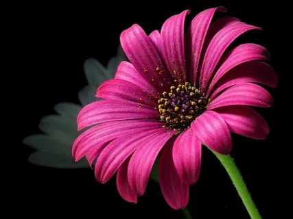 favorite mistakes,瓜叶菊,蓝目菊,非洲菊,非洲雏菊,雏菊花头与花粉的替代镜头 favorite mistakes,瓜叶菊,蓝目菊,非洲菊,非洲雏菊,雏菊花头与花粉的替代镜头