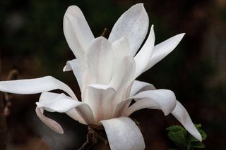 玉兰，开花，布什，春天，盛开，植物