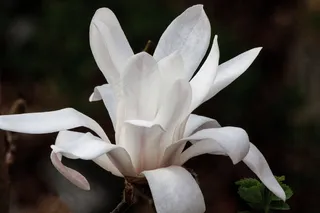 玉兰，开花，布什，春天，盛开，植物