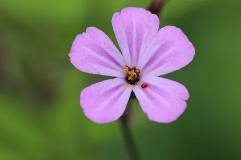 开花,花,花,森林,森林的边缘 开花,花,花,森林,森林的边缘