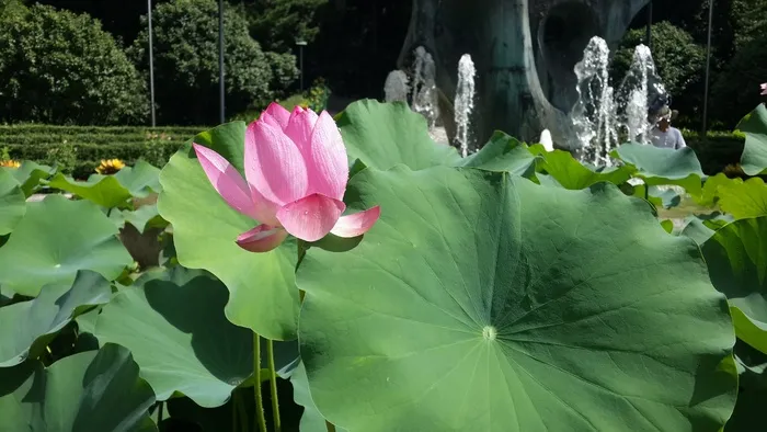 莲花，花，粉红色，绿叶，公园，池塘，夏天