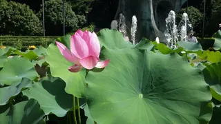 莲花，花，粉红色，绿叶，公园，池塘，夏天