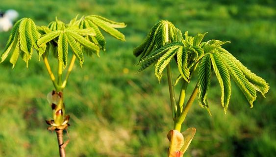 板栗笋，板栗树，板栗叶