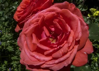 红色，玫瑰，花，植物，花园，植物群，美丽