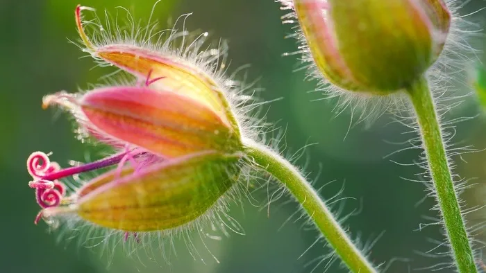 桔子,花卉,虫子,鱼类,茅膏菜,敞开