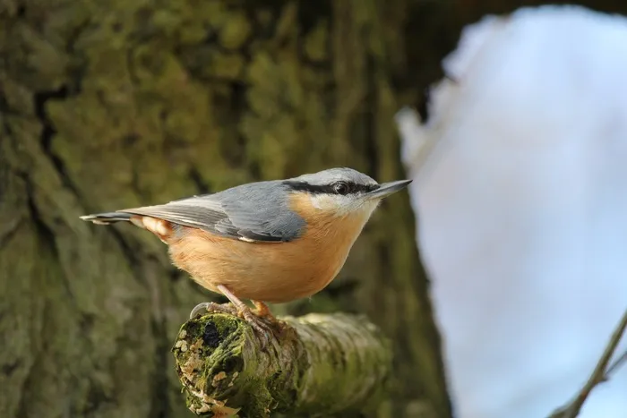 五子雀，鸟，飞，翅膀，羽毛，野生动物，鸟嘴