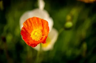 性质，花园，花，植物，开花，夏天