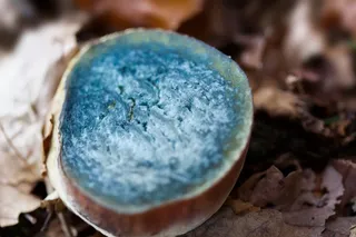 巫婆Placidus，蘑菇，Schusterpilz