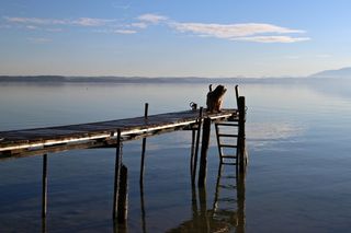 基姆湖，湖，Web，动物，狗，银行，蓝色，天空