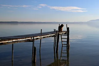 基姆湖，湖，Web，动物，狗，银行，蓝色，天空