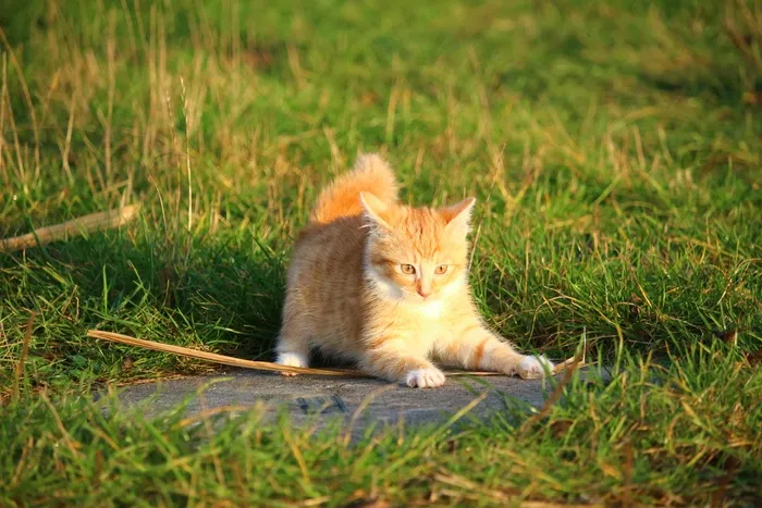 猫，小猫，猫宝宝，年轻的猫，红猫，家猫