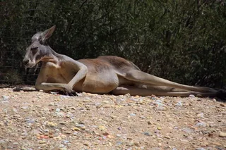 袋鼠，休息，寻找，野生动物，澳大利亚，动物园
