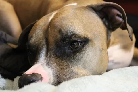 狗，休息，犬，宠物，动物，休息，放松，棕色