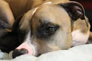 狗，休息，犬，宠物，动物，休息，放松，棕色