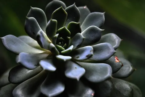 植物，神圣几何，对称，花园，开花