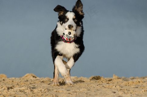 边境牧羊犬，狗，英国牧羊犬，牧羊犬，球