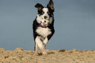 边境牧羊犬，狗，英国牧羊犬，牧羊犬，球