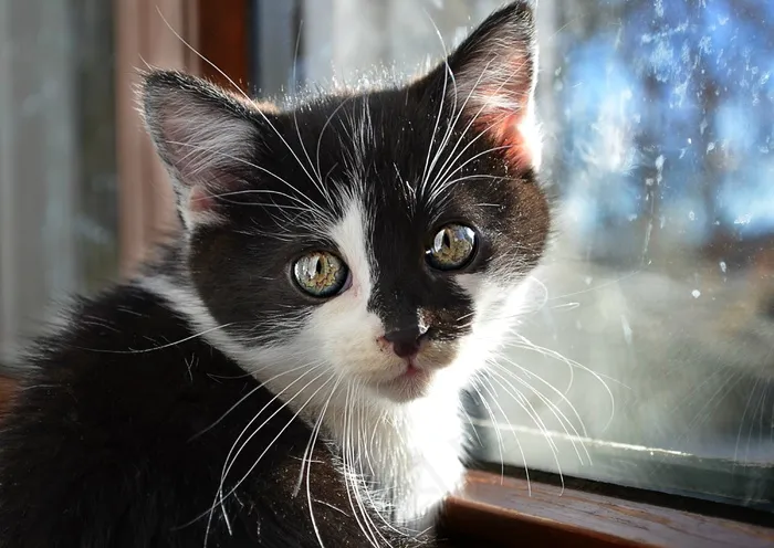 猫，动物，宠物，黑白，眼睛