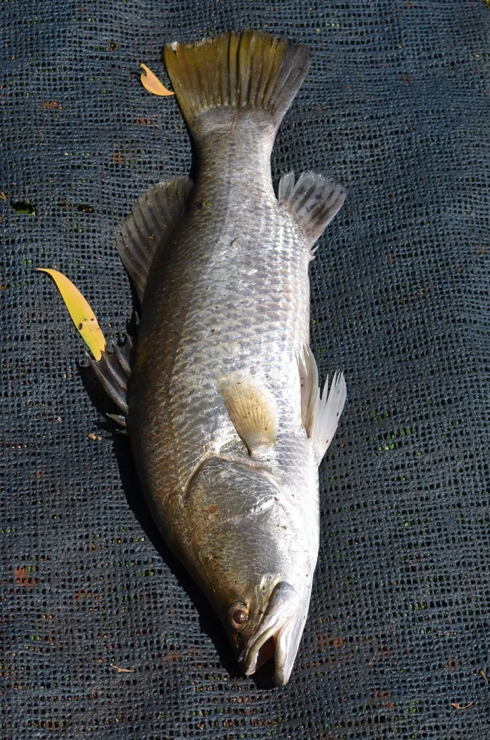 鱼，海洋生物，Baramundi，海洋，海洋，动物