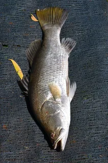 鱼,海洋生物,Baramundi,海洋,海洋,动物 鱼,海洋生物,Baramundi,海洋,海洋,动物