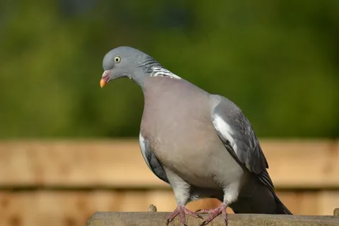 啄木鸟,鸽子,侧面视图,栖息,花园 啄木鸟,鸽子,侧面视图,栖息,花园