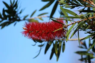 Calliandra Haematocephala，花，红色，自然，花园