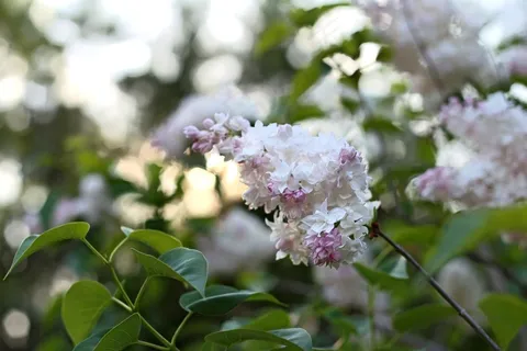 丁香花,紫丁香,花卉,山月桂,紫薇花,花自然植物 丁香花,紫丁香,花卉,山月桂,紫薇花,花自然植物