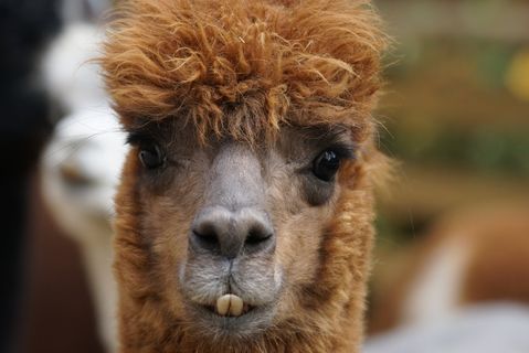 羊驼毛，安第斯山脉，羊毛，蓬松，Paarhufer