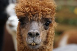 羊驼毛，安第斯山脉，羊毛，蓬松，Paarhufer