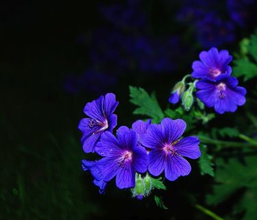 花，开花，蓝色，在晚上，花卉园